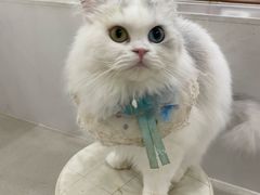 -共舞时光猫咖·狗咖(新街口店)