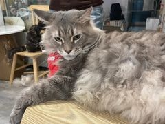 -楼上猫咖(罗湖店)
