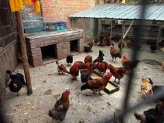 -鱼窝棚柴火铁锅炖(富山屯店)