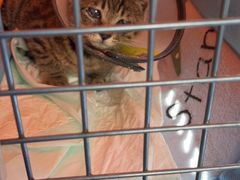 -爱侣宠医·鹦鹉专科·小型哺乳类·异宠专科(灵石路店)