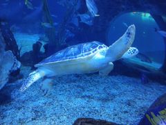 -多彩贵州城极地海洋世界