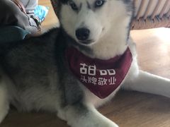 -Husky Go! 哈士奇体验馆·宠物咖啡厅狗咖