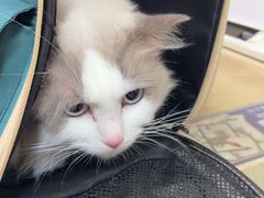 -艾贝尔宠物医院·狂犬免疫点(江山金象城店)