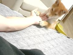 -翊宠yipet猫狗购宠庄园犬舍•猫舍