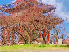-梅花山(明孝陵内)