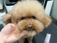 -八公叔叔宠物美容连锁(春申店)