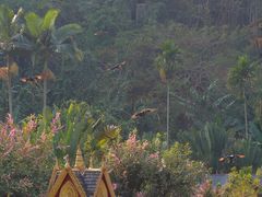 -西双版纳原始森林公园