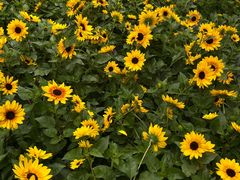 -龙大花卉苗木市场