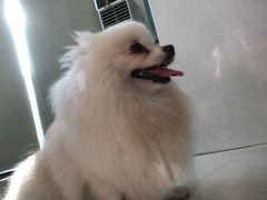 -乐琪宠物医院·犬猫专科·骨外科·急重症