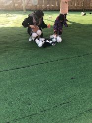 点击看大图 -萌宠亲子动物乐园(槐房万达店)