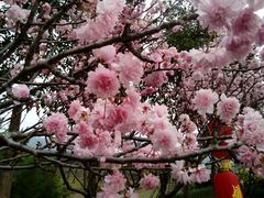 -天适樱花悠乐园