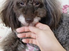 -北京赛佳动物医院