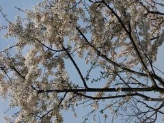 android_upload_pic-高东镇樱花园