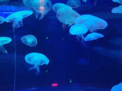 -太平洋海底世界餐厅