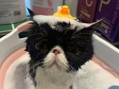 -山宅一喵德文卷毛猫舍