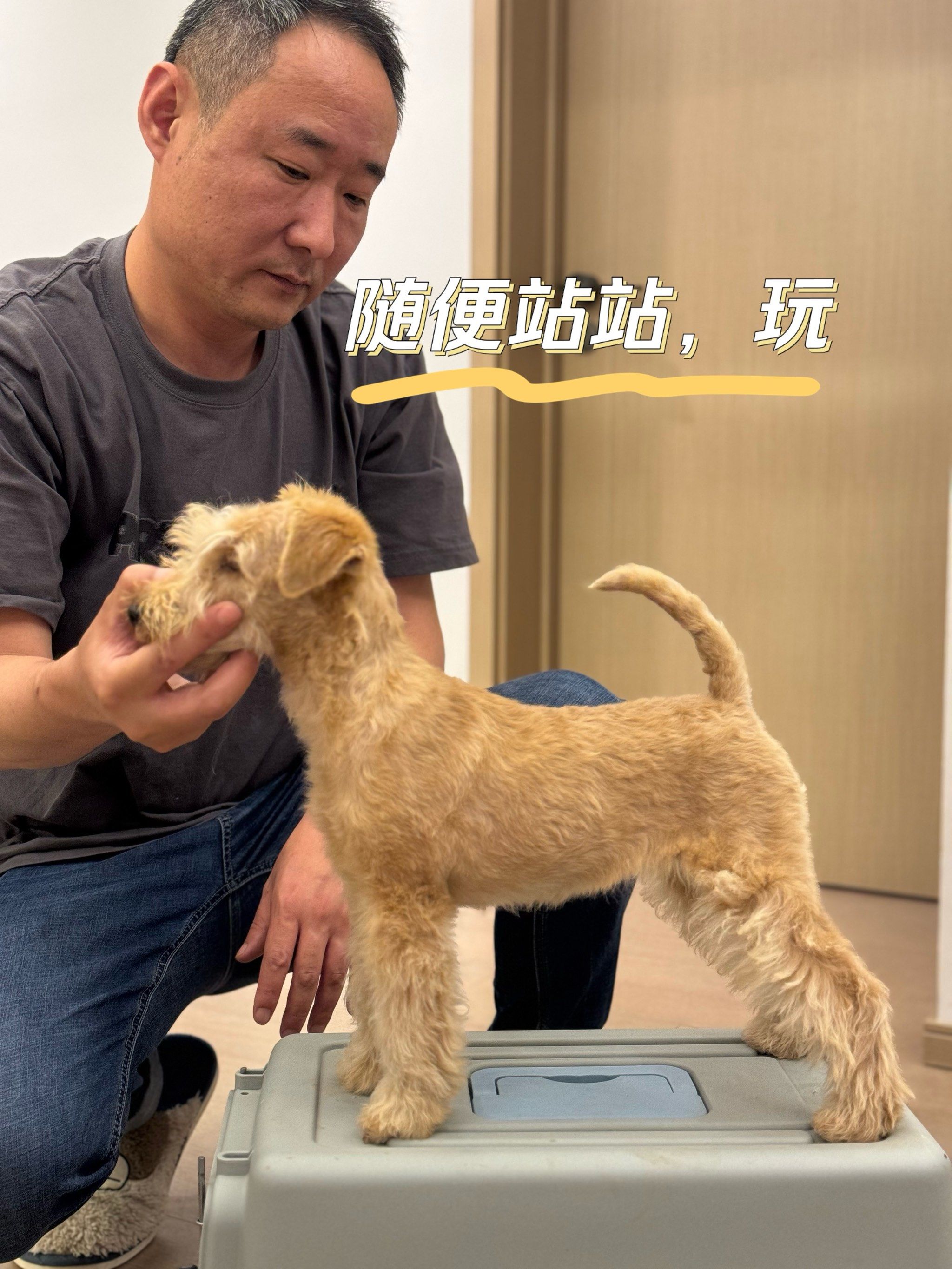 湖畔梗 湖畔梗拔毛 上海哪里买湖畔梗 湖畔梗幼犬 「pet emoji它