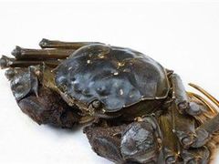 -喜洋洋蟹庄(阳澄湖店)
