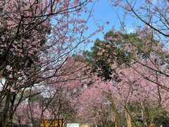 -南山植物园