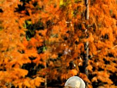 -神光山国家森林公园