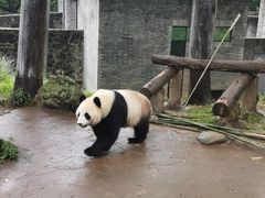 -都江堰中华大熊猫苑