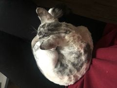 -欧奕国际动物医院