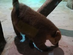 -zoonana室内动物园(东方福来德店)