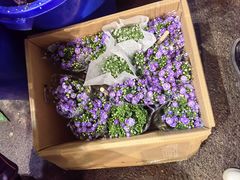 -循礼门鲜花花市(武汉循礼门店)