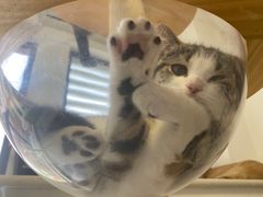 -团子家猫咪猫咖馆·柯基·柯尔鸭