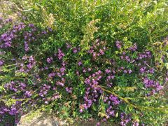 -白草畔自然风景区