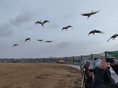 -盐城丹顶鹤湿地生态旅游区