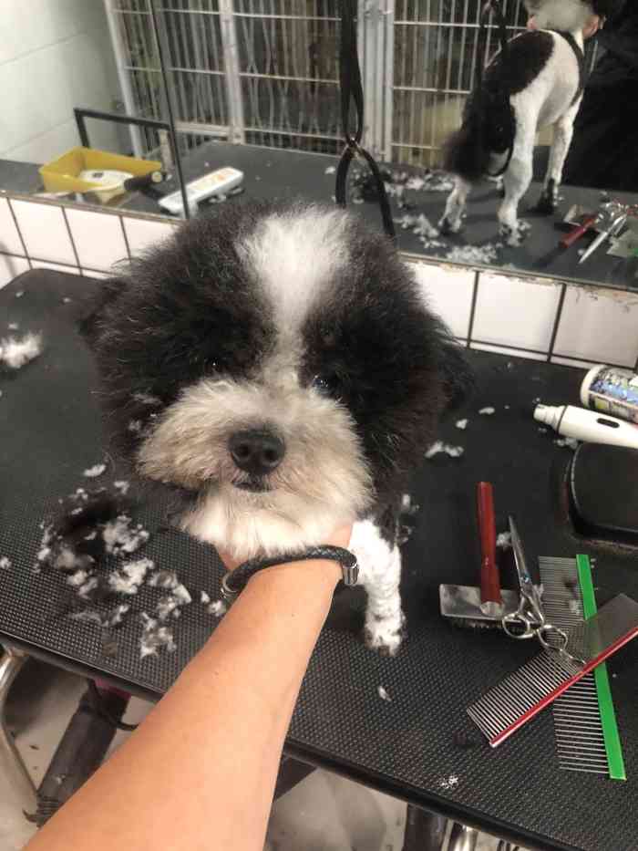 猫三狗四宠物店(东坪山路店)-"【项目】洗澡又到了带毛孩子去洗澡的