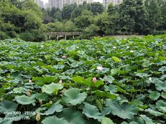 -龙头寺公园