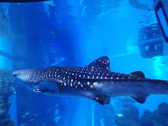 -成都浩海立方海洋公园