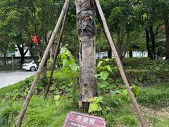 -安亭老街