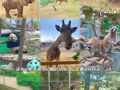 -西霞口神雕山野生动物世界