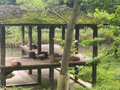 -中国大熊猫保护研究中心雅安碧峰峡基地