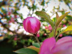 -海棠花溪(元大都城垣遗址公园)
