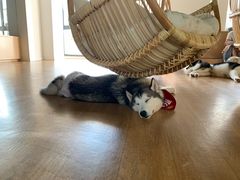 -Husky Go! 哈士奇体验馆·宠物咖啡厅狗咖