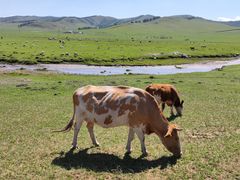 -塞罕坝国家级自然保护区