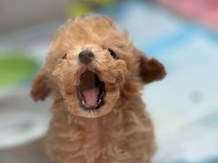 -FAELING PETS美天灵宠物(合生汇店)