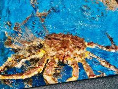 -盒马鲜生(曜一城店)