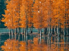 -白鹭湾湿地公园