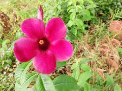 -松山湖梦幻百花洲