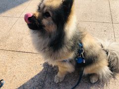 -乐琪宠物医院·犬猫专科·骨外科·急重症