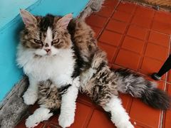 -猫小院猫主题咖啡厅(北锣店)