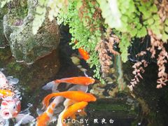 -丽江庭院之爱在路上(西单店)