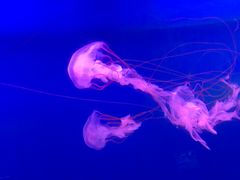 -多彩贵州城极地海洋世界