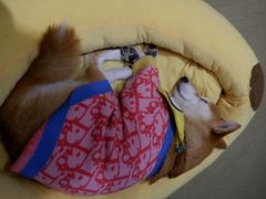 -逗柴咖啡屋·狗咖猫咖宠物桌游