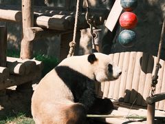 -上海野生动物园