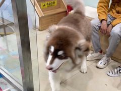 -宠福鑫康馨动物医院·骨科·眼科